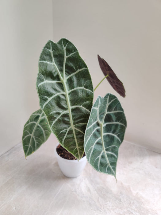   Alocasia Longiloba White Plastic Pot