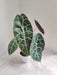   Alocasia Longiloba White Plastic Pot