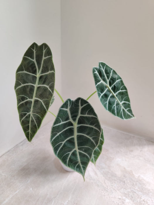 Elegant Alocasia Longiloba Indoor Plant