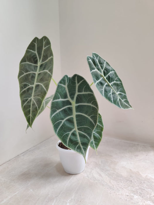 Alocasia Longiloba Office Plant