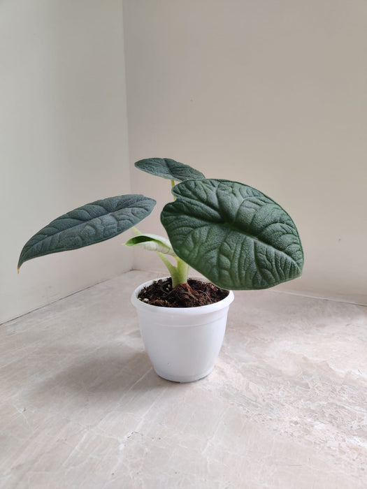 Indoor Decor Alocasia Melo Plant