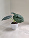 Indoor Decor Alocasia Melo Plant