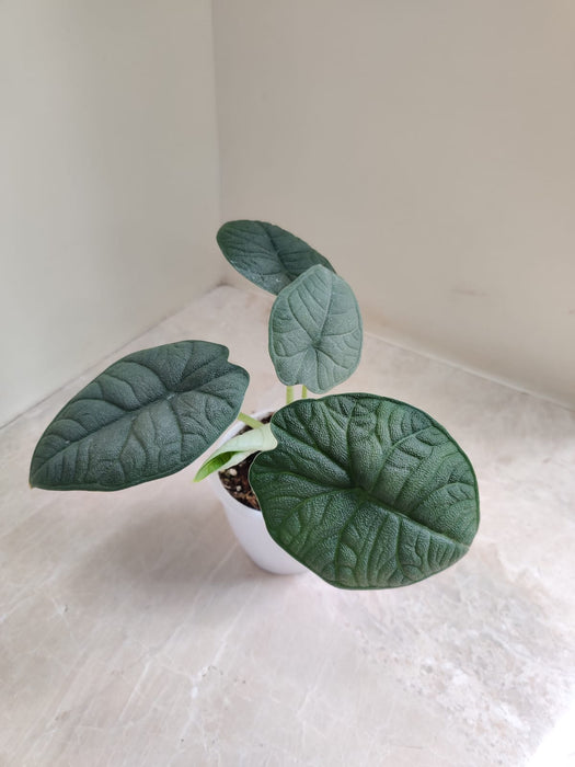 Office Desk Plant Alocasia Melo