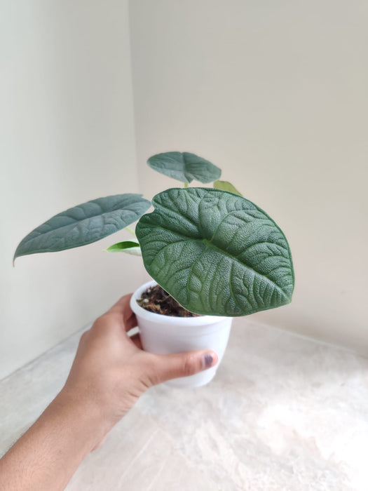 Alocasia Melo plant beautiful design on leaves