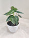 alocasia-longiloba-tropical-plant