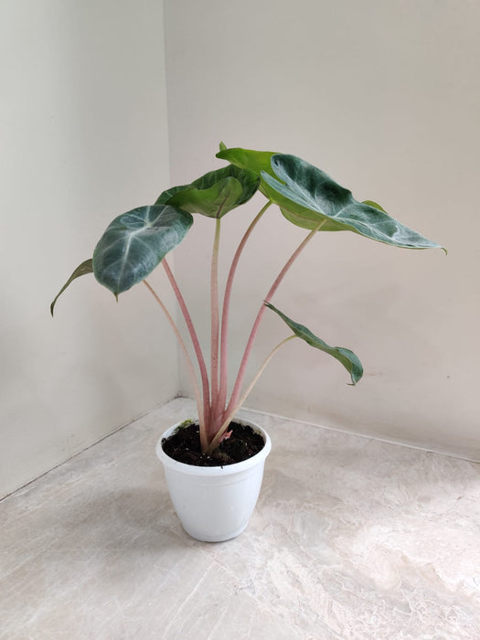 Indoor Decor Essential Alocasia Pink 