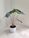 Indoor Decor Essential Alocasia Pink 