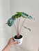   Alocasia Pink Shiny Dark Green Leaves 