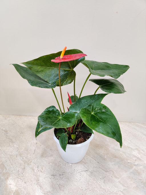 Anthurium Red Plant 