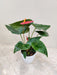 Anthurium Red Plant 