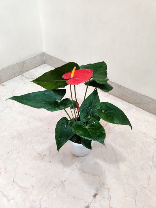 Close-up of Anthurium Red Plant showcasing its glossy green leaves and red blooms