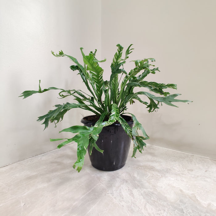 Asplenium Nidus Variegated Fern Plant in Black 12 cm Pot