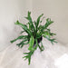 Asplenium Nidus Variegated Fern - Indoor Plant Decor