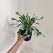 Buy Asplenium Nidus Variegated Fern Plant