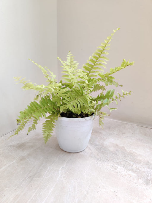 Golden Fern Plant in 12cm Plastic Pot