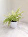 Golden Fern Plant in 12cm Plastic Pot