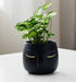 Black ceramic face planter with gold detailing