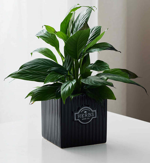 Glossy black planter with vertical ridges