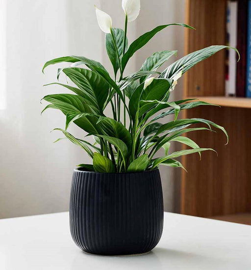 Black ceramic indoor planter with vertical ridges