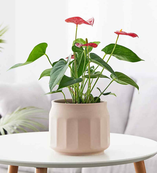 lush Pink Ceramic Planter with Frosted Finish