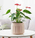 lush Pink Ceramic Planter with Frosted Finish