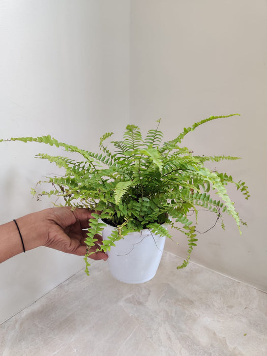 low-maintenance-fern-plant