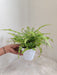 low-maintenance-fern-plant