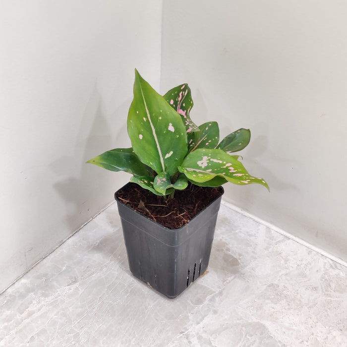 Aglaonema Dalmatian Small Plant in plastic pot