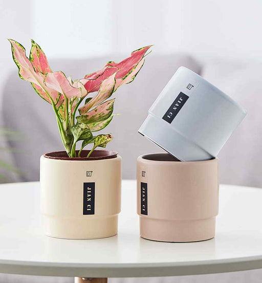 Buy pastel ceramic planter with 9 cm diameter for modern indoor decor