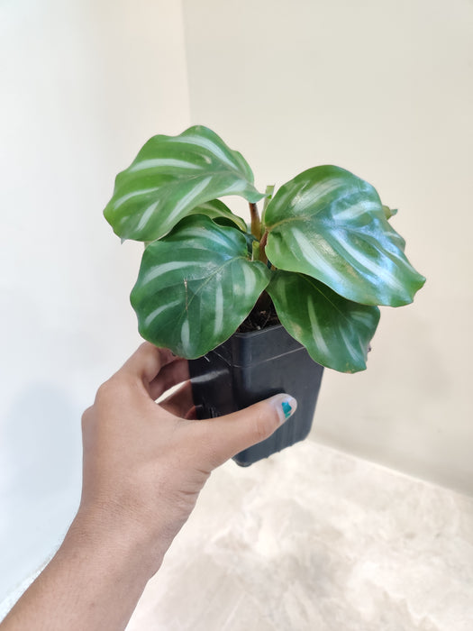 Calathea Orbifolia indoor plant with striped leaves