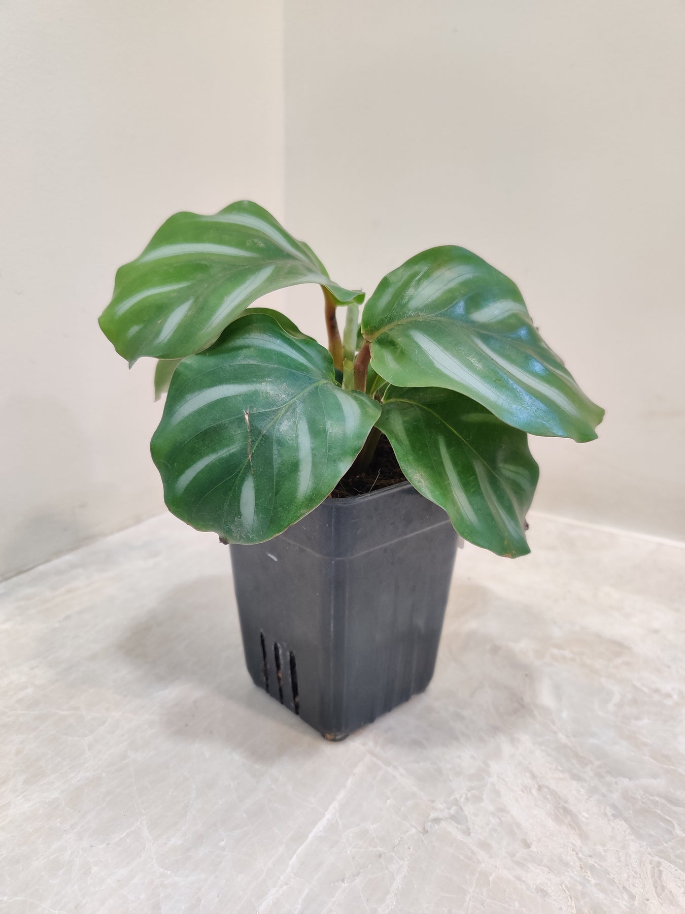 Calathea Plants