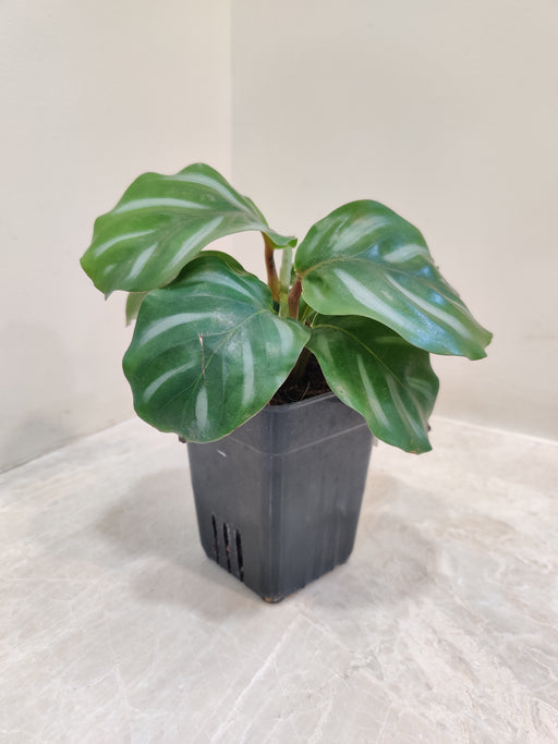 Low-maintenance Calathea Orbifolia for indoor deco