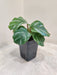 Low-maintenance Calathea Orbifolia for indoor deco