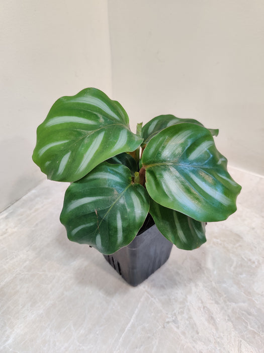 Air-purifying Calathea Orbifolia plant