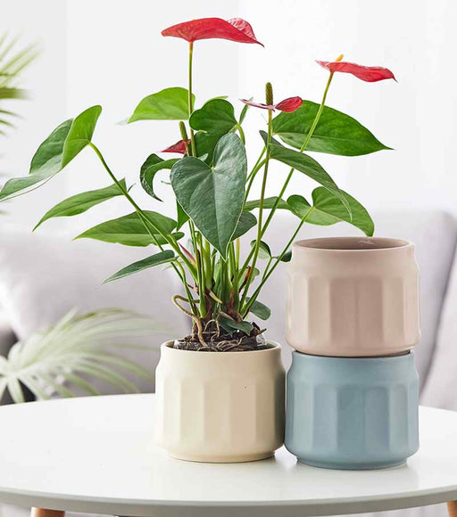 Classic Jar Ceramic Pot with glossy finish for indoor