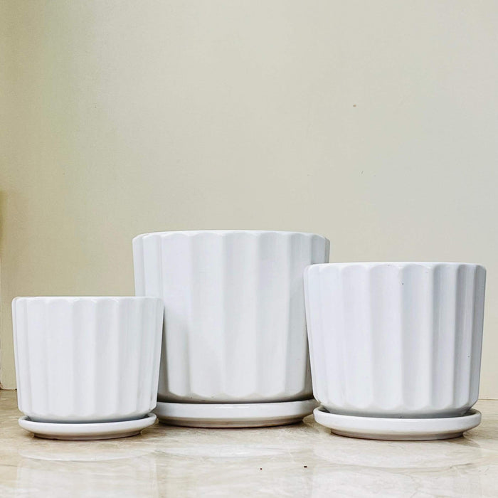 Set of white ribbed ceramic pots with matching saucers