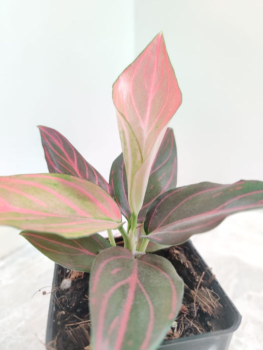 Indoor Plant Aglaonema Red Vein