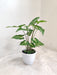 Vibrant Syngonium Green Gold Plant with glossy leaves