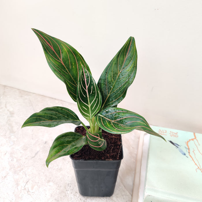 Chinese Evergreen 'Aglaonema Red Vein' Indoor Plant in Pot