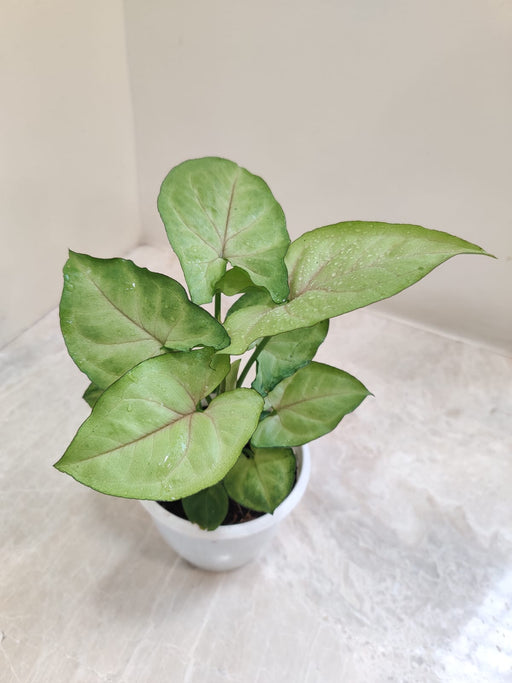 Cream Allusion leaf close-up indoor plant