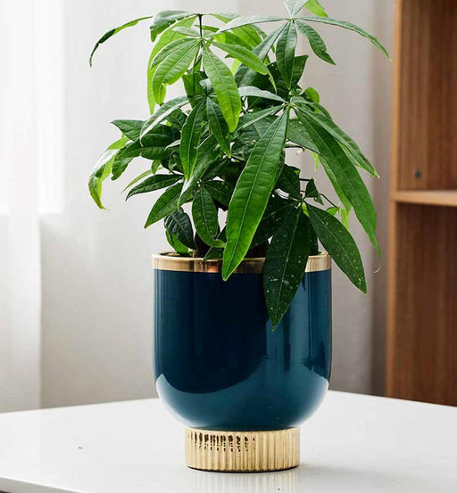 ceramic planter for elegant home decor