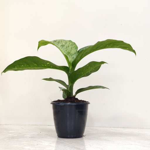 A healthy Dieffenbachia Americano indoor plant