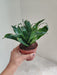 Dracaena Green Plant for Air Purification in Office Desk Decor