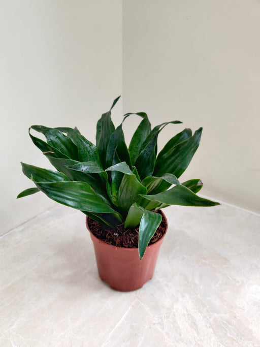 Indoor Decorative Plant with Air Purifying Features