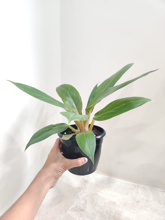 Indoor Air Purifying Philodendron