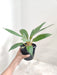 Indoor Air Purifying Philodendron
