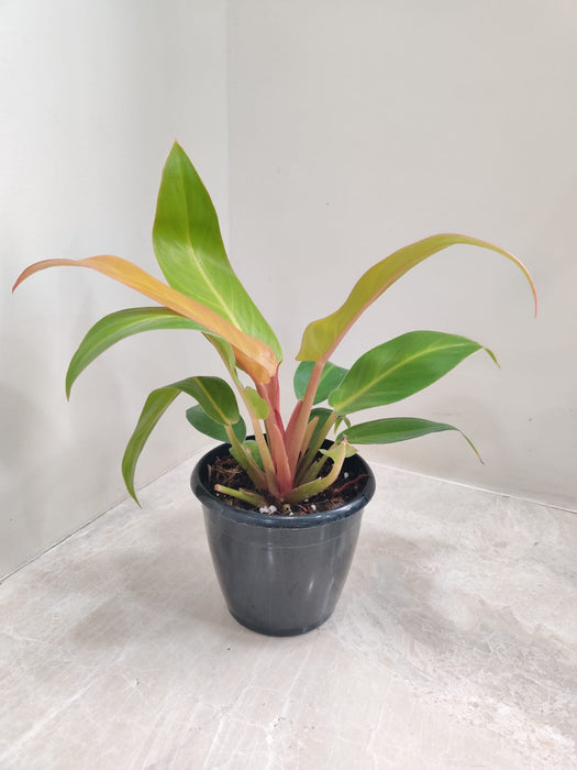 Philodendron Sunshine Plant