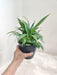 Easy Care Philodendron