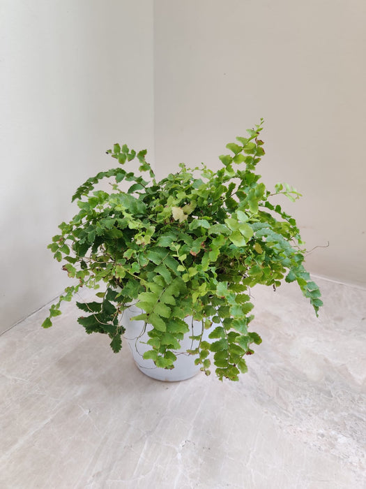 Pom Pom Fern Plant 12 cm Plastic Pot Included