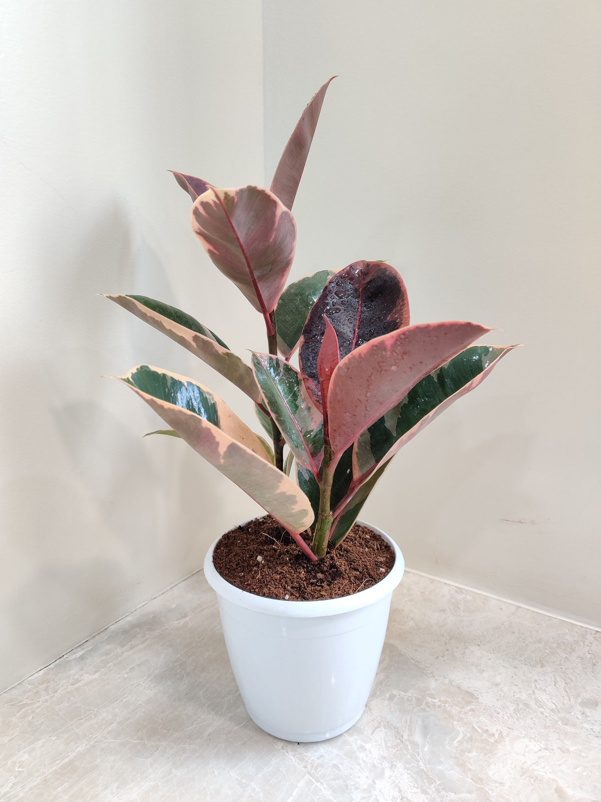 Buy Variegated Rubber Plant (Ficus Elastica) online at the best price ...